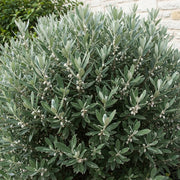 Best Flowering Evergreen Shrubs Collection | 6 Plants in 9cm Pots | Growers Choice